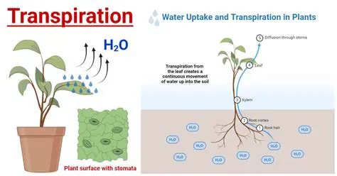 Understanding the Vascular Tissue Responsible for Transpiration