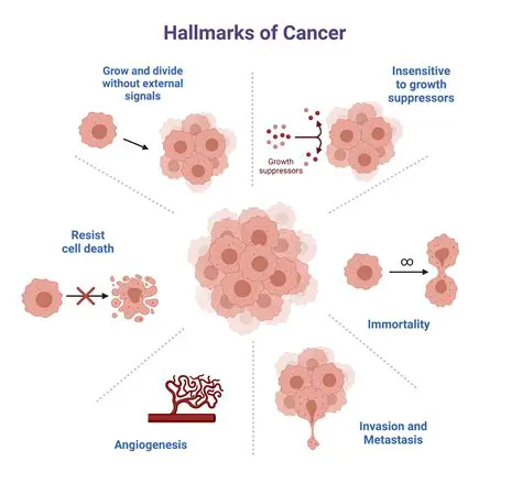 Unspecialized cells are a hallmark of cancer