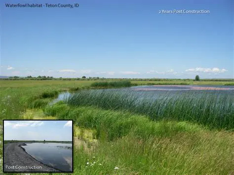 Waterfowl Habitat Restoration